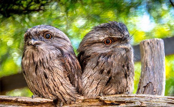 Tawny Frogmouth - Bonorong Wildlife Park Photo: Poon Wai Nang