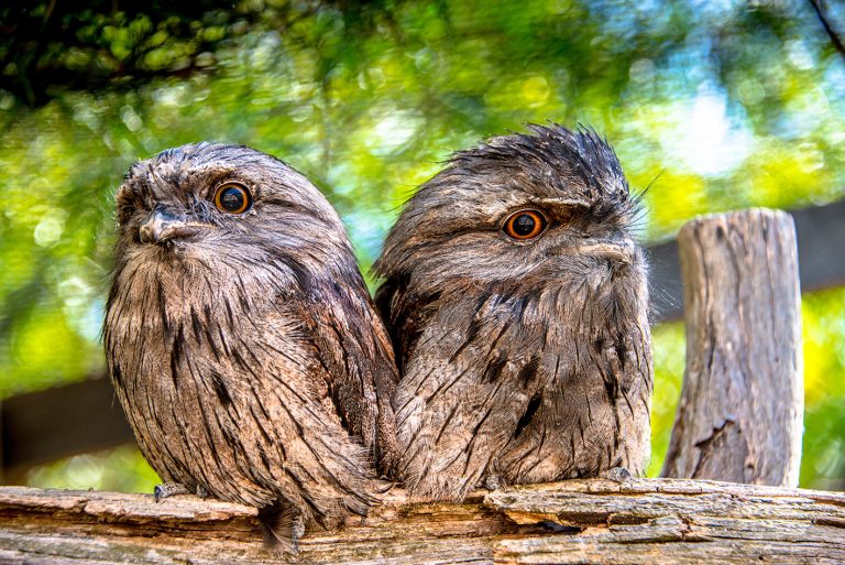 Tawny Frogmouth - Bonorong Wildlife Park Photo: Poon Wai Nang